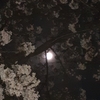 十六夜桜