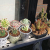 100円ショップで買った多肉植物
