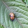 こちら葛飾区水元公園前通信８７５