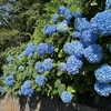 梅雨入り前に紫陽花ロードへ！