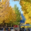 甲州街道と陵南公園の紅葉 2025.11.14