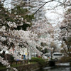 西川緑道公園：桜が咲いてました