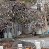 ２．１４（土・晴れ）春の気温。オリンピックイヤー。アパ創業者死亡８２歳。