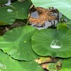 蓮の葉っぱの水玉✨