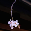 桜（散歩写真）