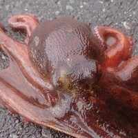 板前レシピ タコ 下処理 下ごしらえ ちっぴぃクッキング