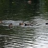 オカヨシガモのオスの色模様
