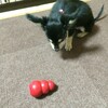 まろにー6日目