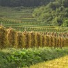 日本の原風景