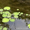 花たちに癒される