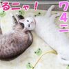 ユキちゃんの本当の年齢は何歳だろう？