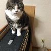 生活173（もう株価は見ないことにするよ）