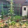 ６月上旬のおうち菜園日記✏️ころたんに雌花しか咲かない？家庭菜園のトラブル対処メモ💡