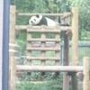 上野動物園でパンダとカラスのこらぼみた