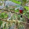 Toucan Barbet オオハシゴシキドリ