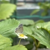【ガーデニング】【家庭菜園】ヤマトシジミが遊びに来ています