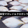 【投げ釣りコラボで激磯カレイ釣行】