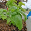 バジルの育て方ガイド