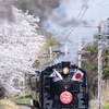 秩父の桜と蒸気機関車