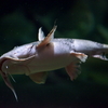 バガリウス属の1種
