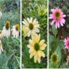 初夏から秋まで長く花が咲く！『エキナセア』３品種の成長記録～１年目の”開花”と”冬越し”、２年目の”急成長”と”開花”～