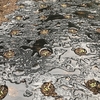 シュンギクが発芽しました