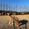 動物王国か