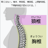 脊索、脊椎、脊髄…背骨とは違う？
