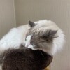 本棚の猫ベッドが気に入ったふくちゃん