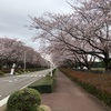 火曜日の桜