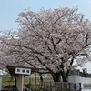 知多半島桜の名所2025｜阿久比町のふれあいの森へ行ってきました