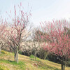 満開の梅と桜を一緒にみる