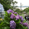 ＊ガチでベタな紫陽花ツーリング