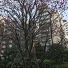 寒緋桜