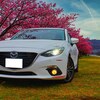 毎年の恒例、河津桜コラボ