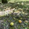 【梅とは？】英語3文で学ぶ Japanese Plum（梅雨・梅干し・梅酒との関係）