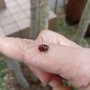 テントウ虫がきました