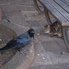 A cat and a crow in ueno park stare at me.