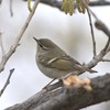 動物園裏の鳥（２０２０　０４１９）その３(ムシクイ類）