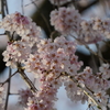 ベストタイミング「慶恩寺のしだれ桜」