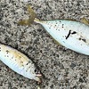 昨日ドラマで知った死滅回遊魚、それだったらしいアジを釣った