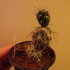 Tephrocactus geometricus 成長記(2018.10.18)