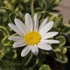 庭レポ（4.5）ブルーデージー白花が咲きました