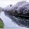 今日の１枚　奈良県川岸に豪華に咲く桜