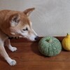 驚きのカボチャ