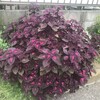 Coleus