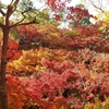 京都　東福寺の紅葉の様子