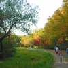 山田池公園の紅葉（１０）