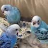 インコ家族の絆の軌跡