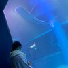 水族館行きたひ🐟